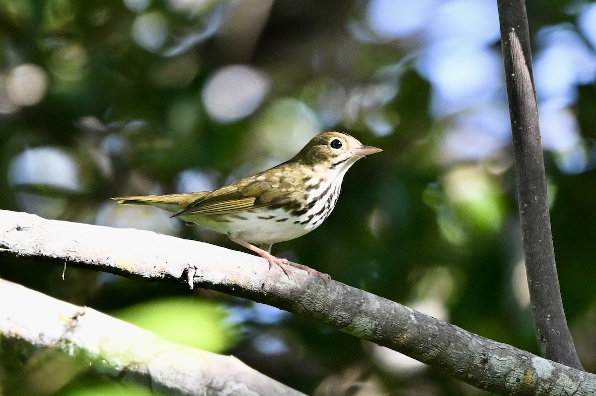 Ovenbird - ML643796417