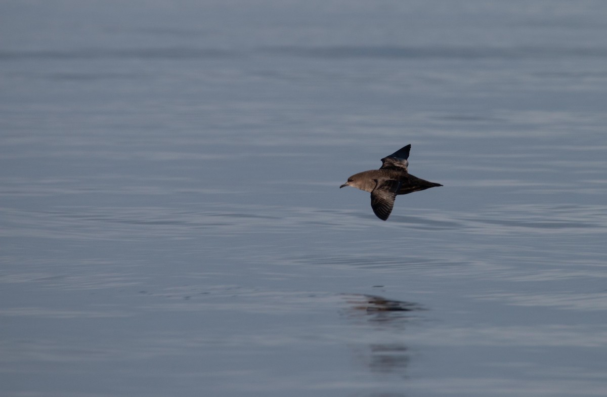 Short-tailed Shearwater - ML643796420