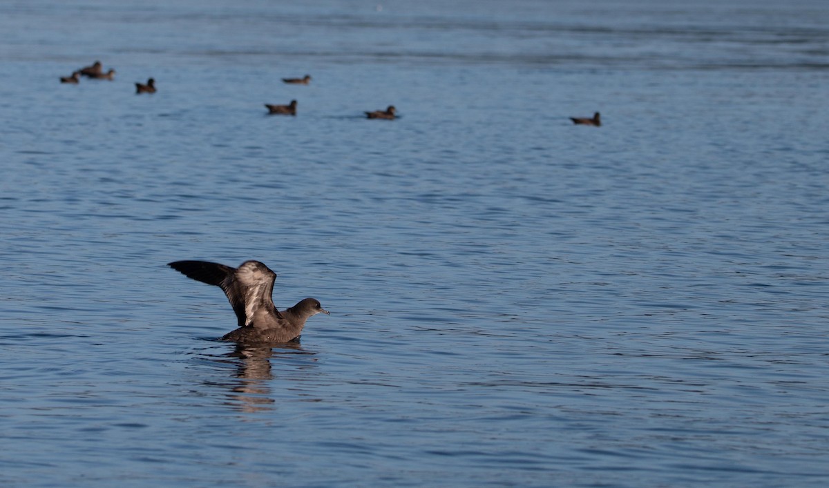Short-tailed Shearwater - ML643796421