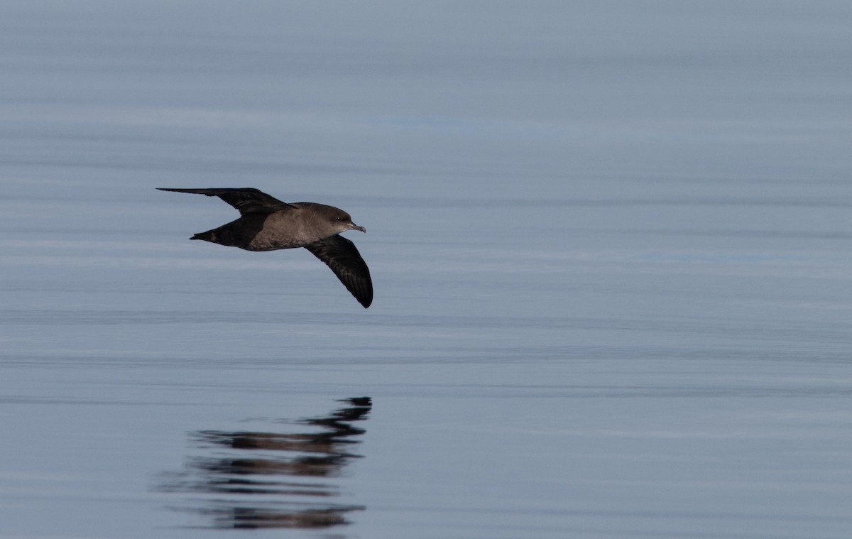 Short-tailed Shearwater - ML643796422