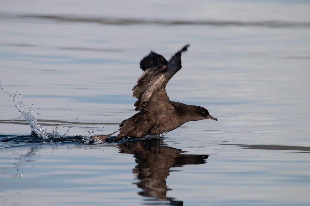 Sooty Shearwater - ML643796424