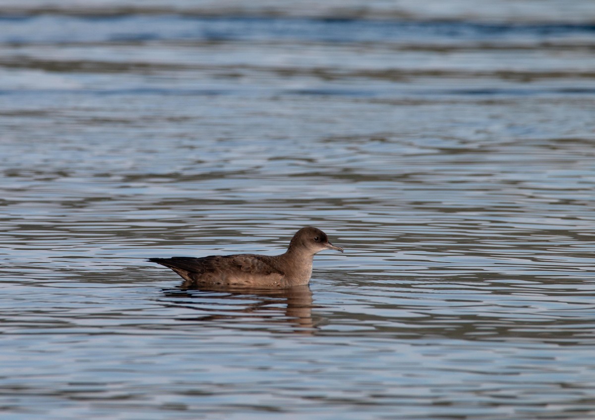 Short-tailed Shearwater - ML643796425