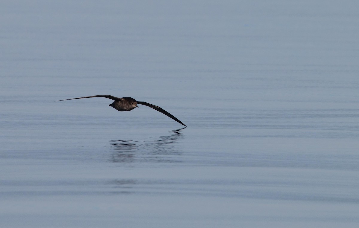 Short-tailed Shearwater - ML643796426