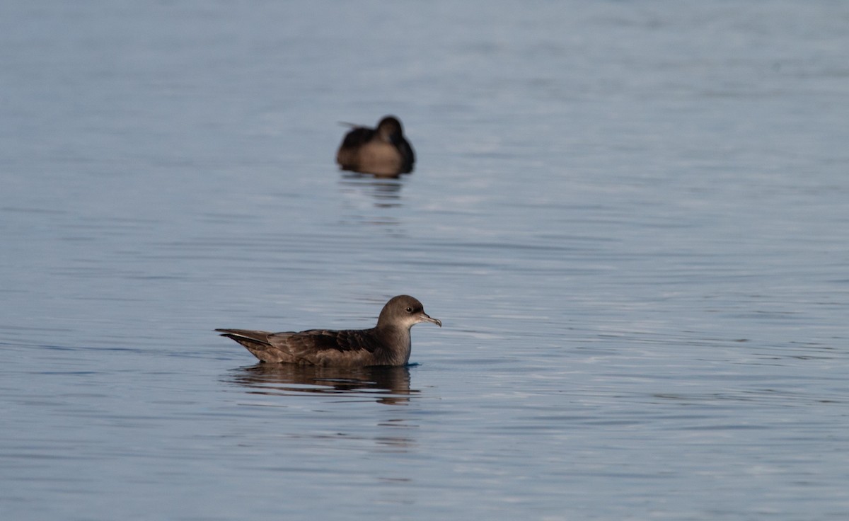 Short-tailed Shearwater - ML643796427