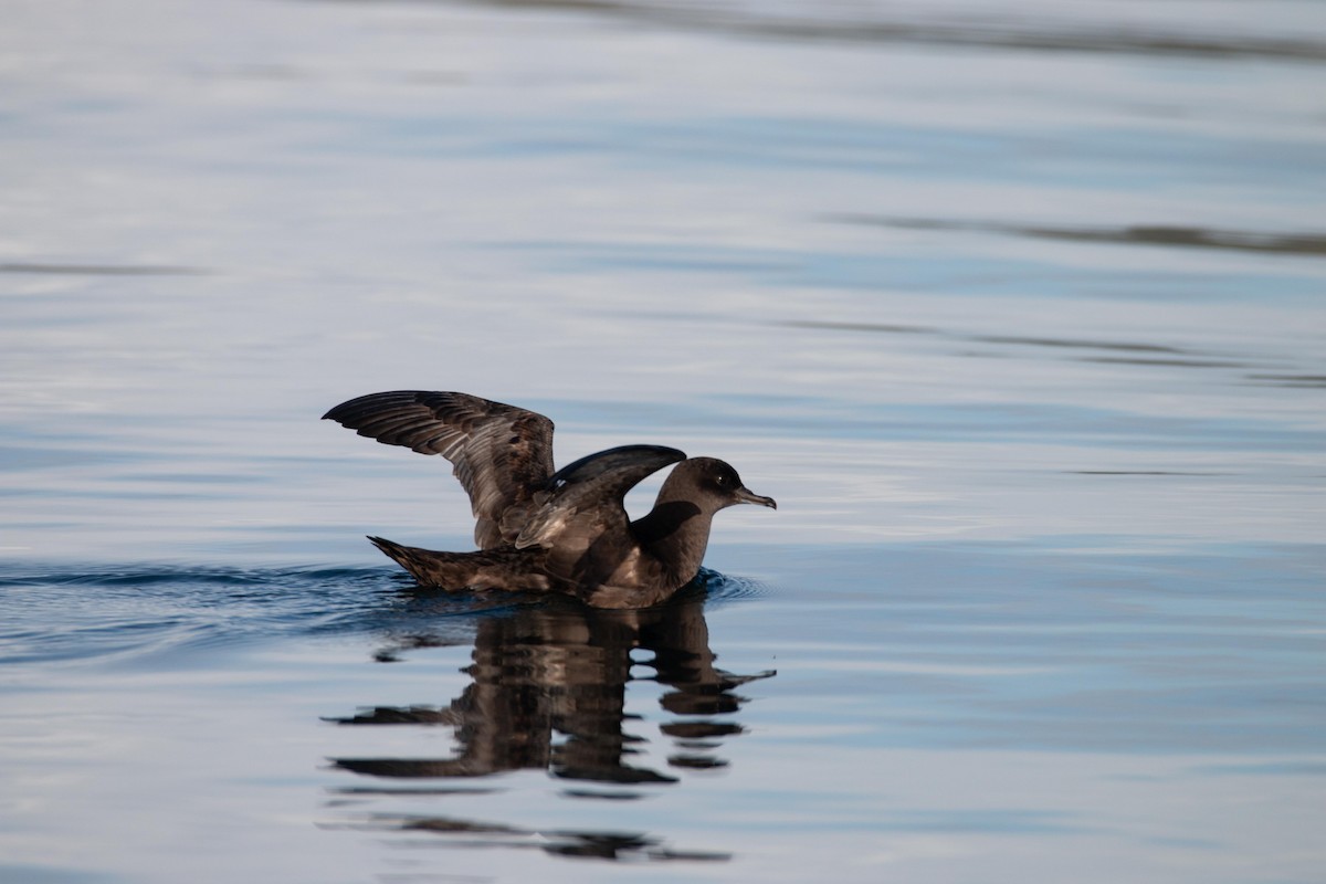 Sooty Shearwater - ML643796428