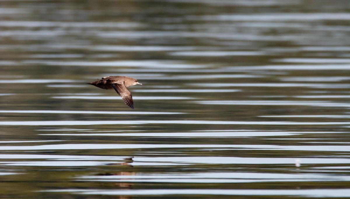 Short-tailed Shearwater - ML643796429