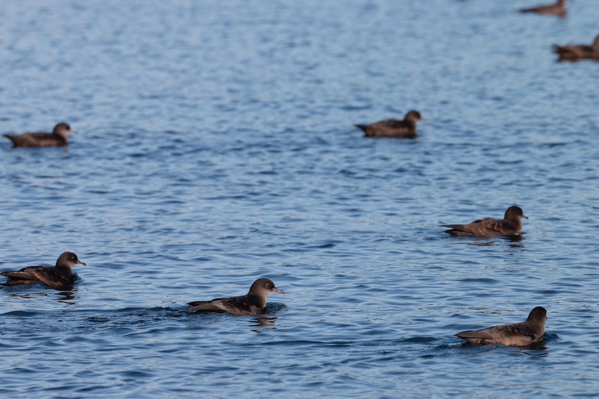 Short-tailed Shearwater - ML643796430
