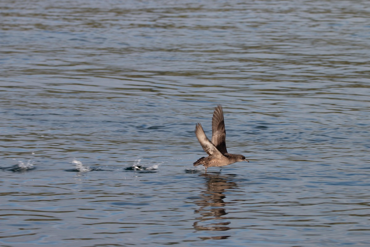 Short-tailed Shearwater - ML643796431