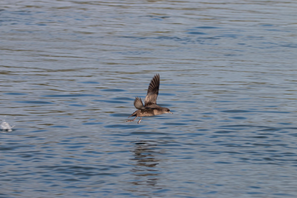 Short-tailed Shearwater - ML643796432