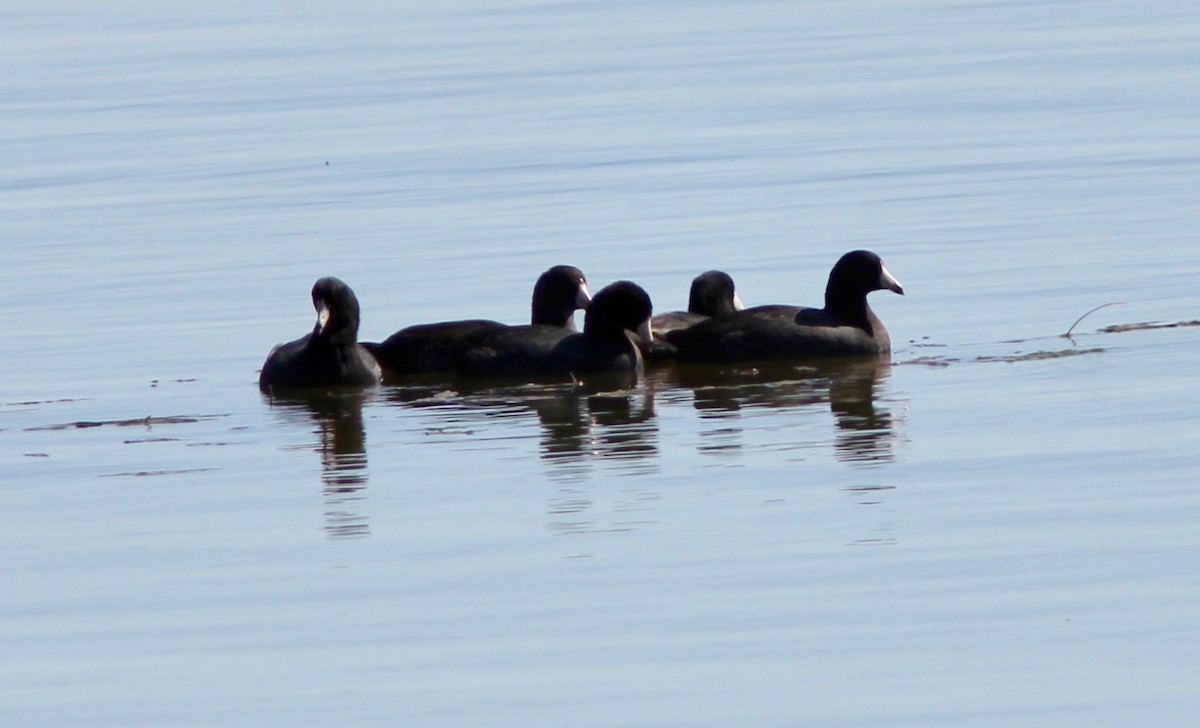 amerikasothøne - ML643796434