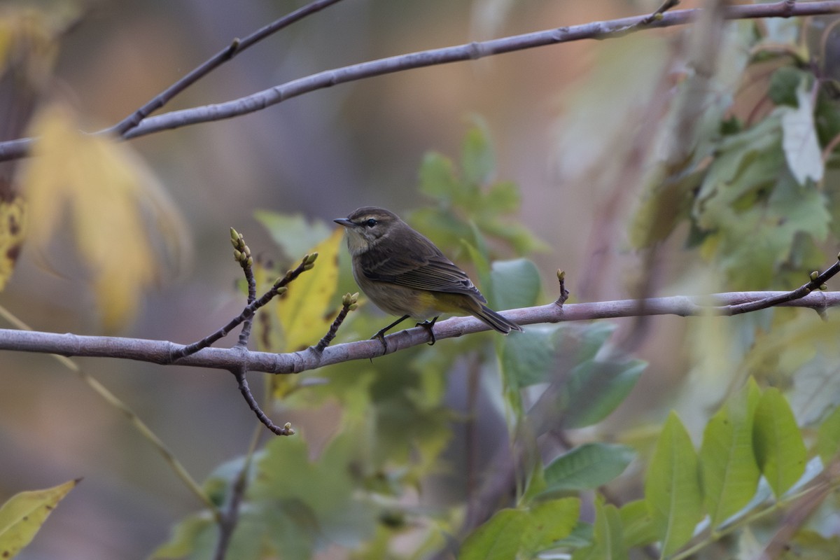 Paruline à couronne rousse - ML643796437