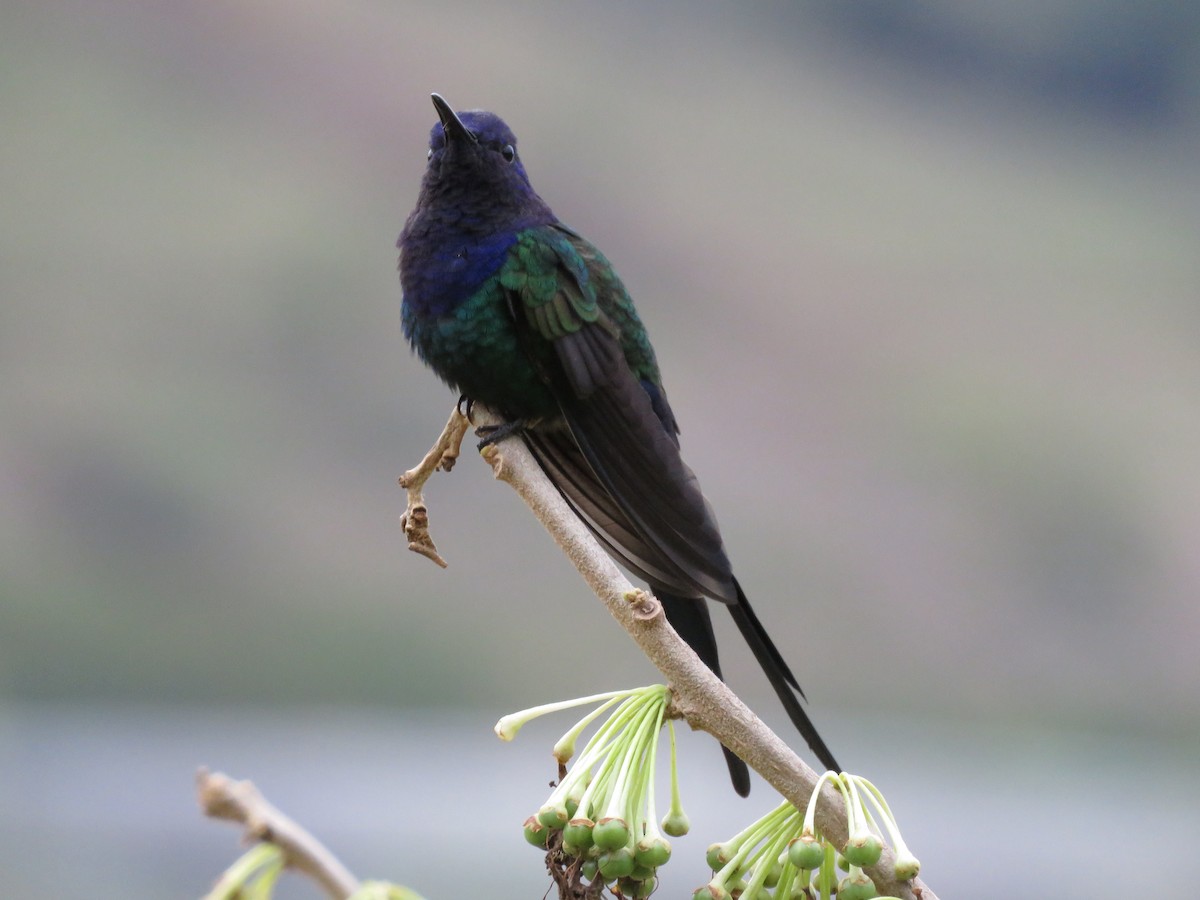 Swallow-tailed Hummingbird - ML643796462