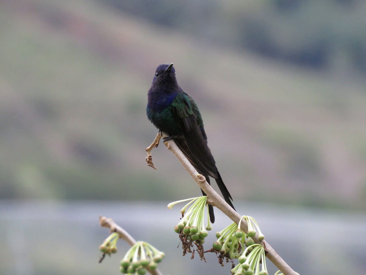 Swallow-tailed Hummingbird - ML643796463