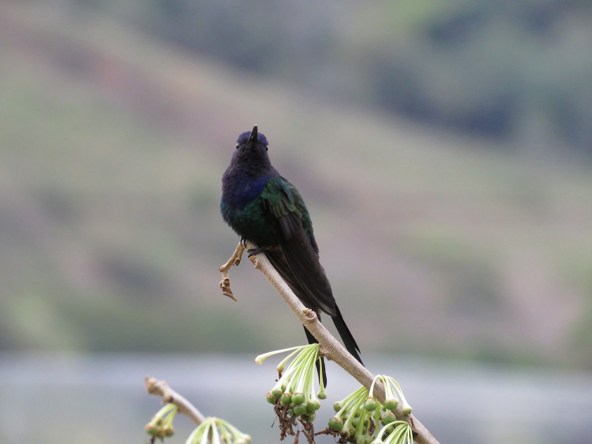 Swallow-tailed Hummingbird - ML643796464