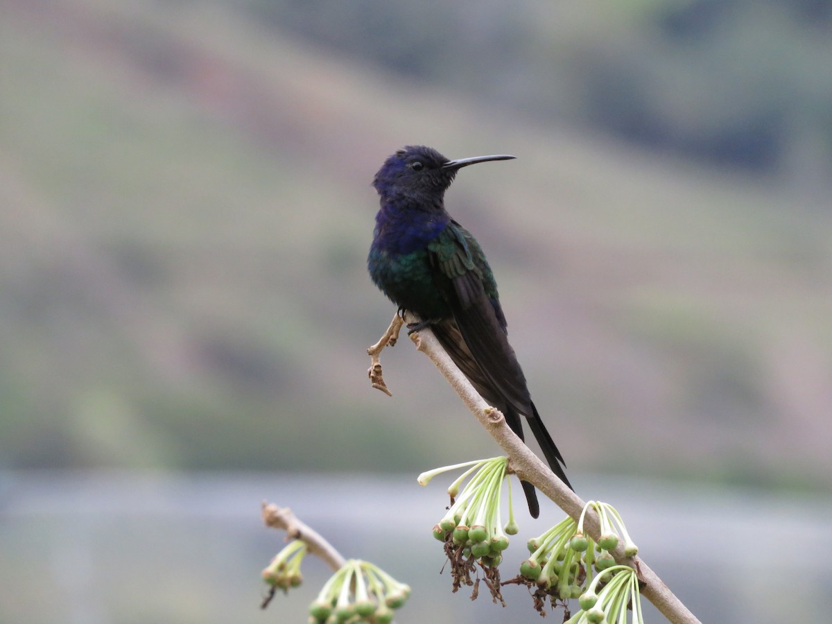 Swallow-tailed Hummingbird - ML643796465