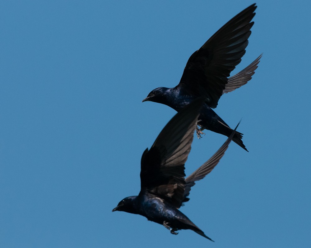 Purple Martin - ML643796477