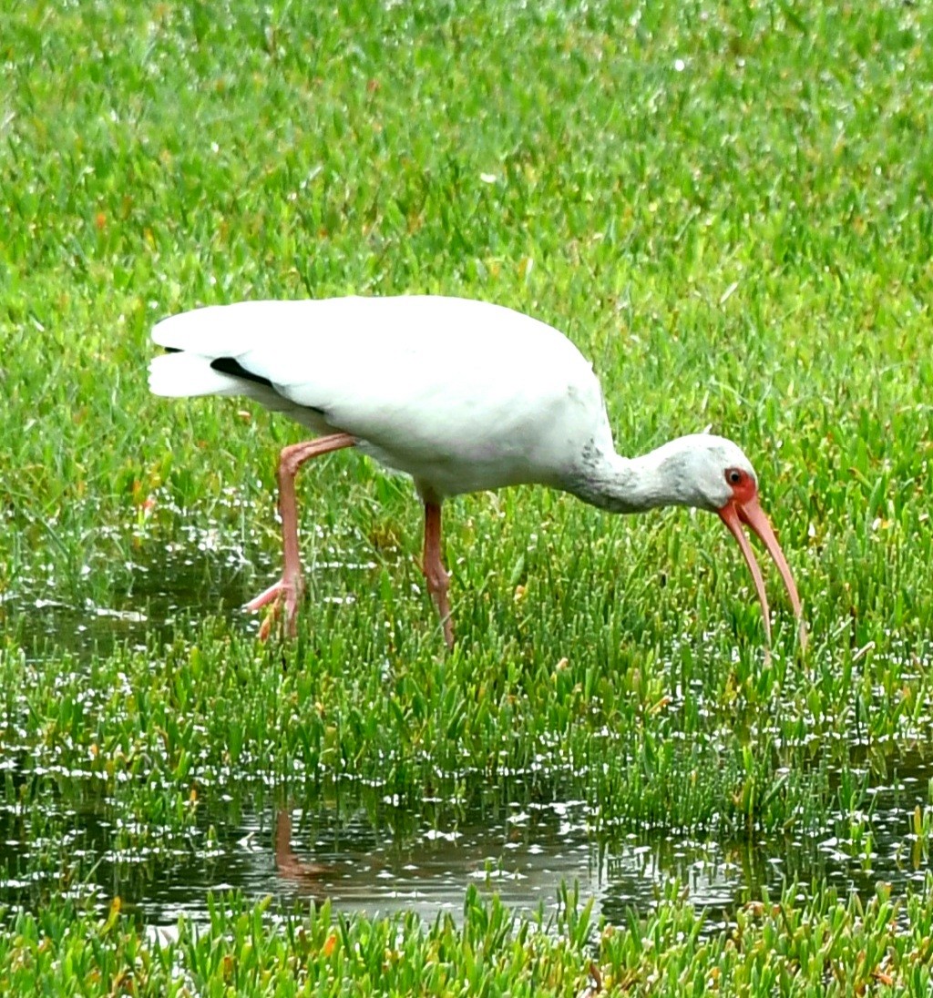 Ibis blanc - ML643796483