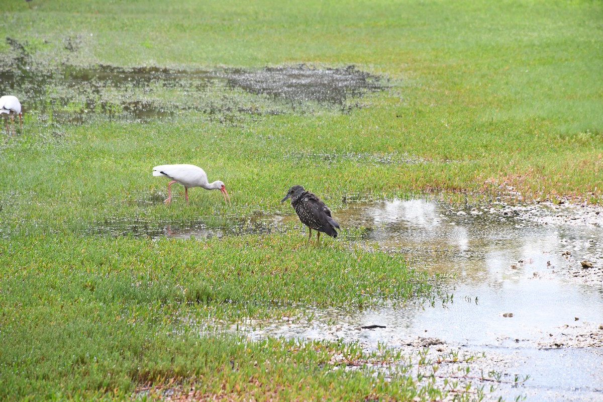 Ibis blanc - ML643796505