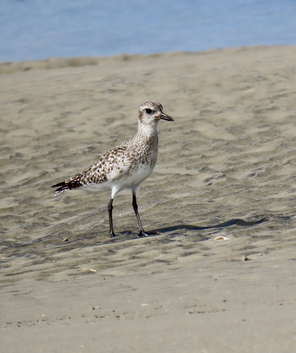 Black-bellied Plover - ML643796519