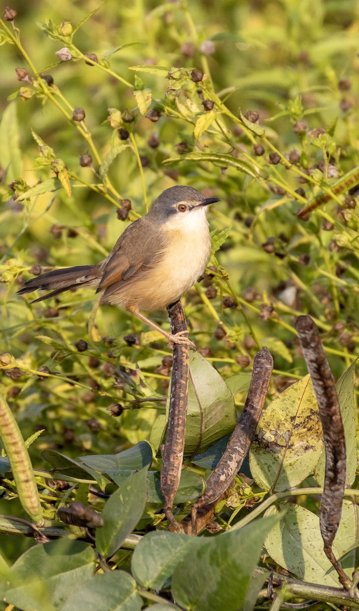 Ashy Prinia - ML643796521