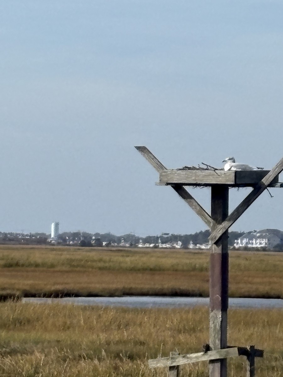 Ring-billed Gull - ML643796523