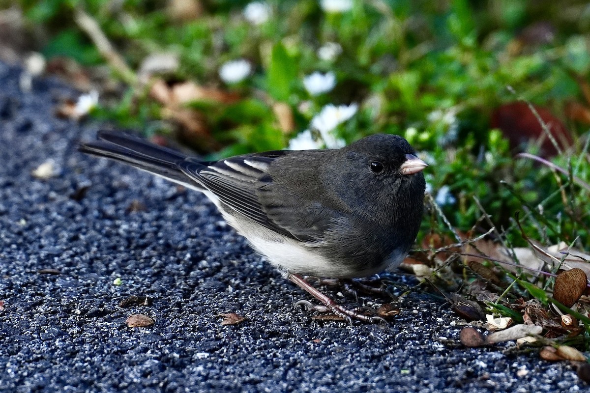 Dark-eyed Junco - ML643796544
