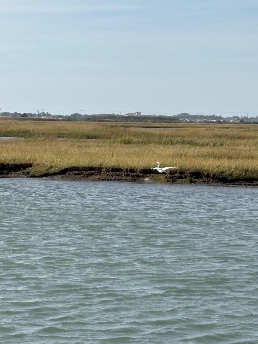Great Egret - ML643796546
