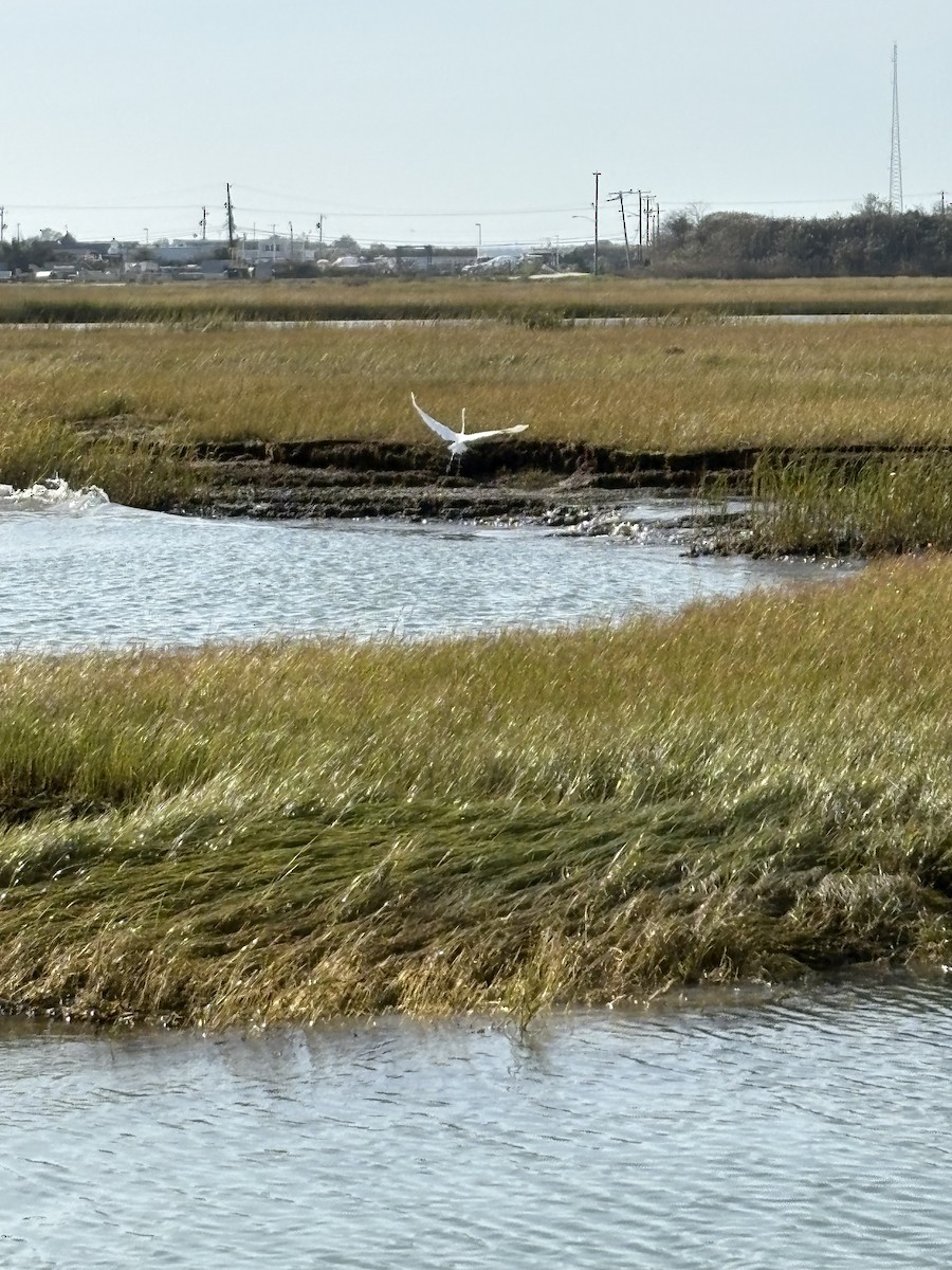 Great Egret - ML643796548