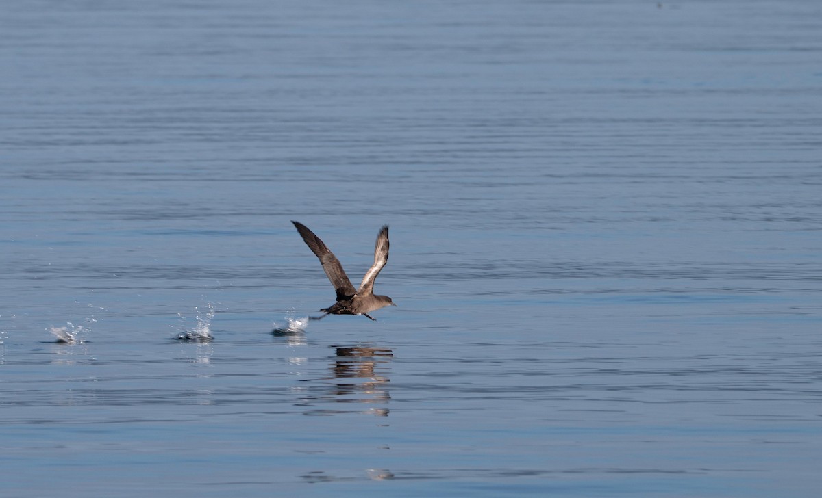 Short-tailed Shearwater - ML643796551
