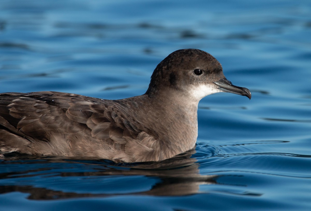 Short-tailed Shearwater - ML643796552