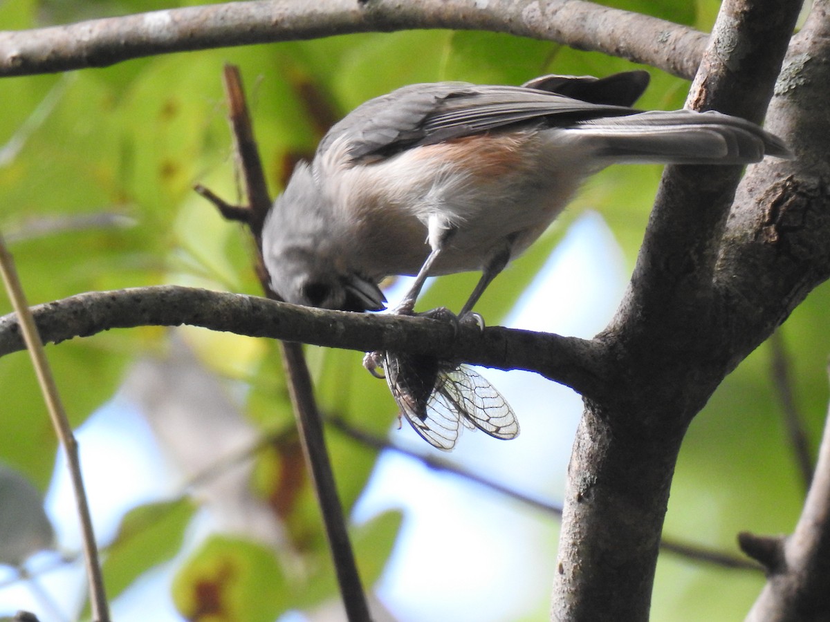 Tufted Titmouse - ML643796553