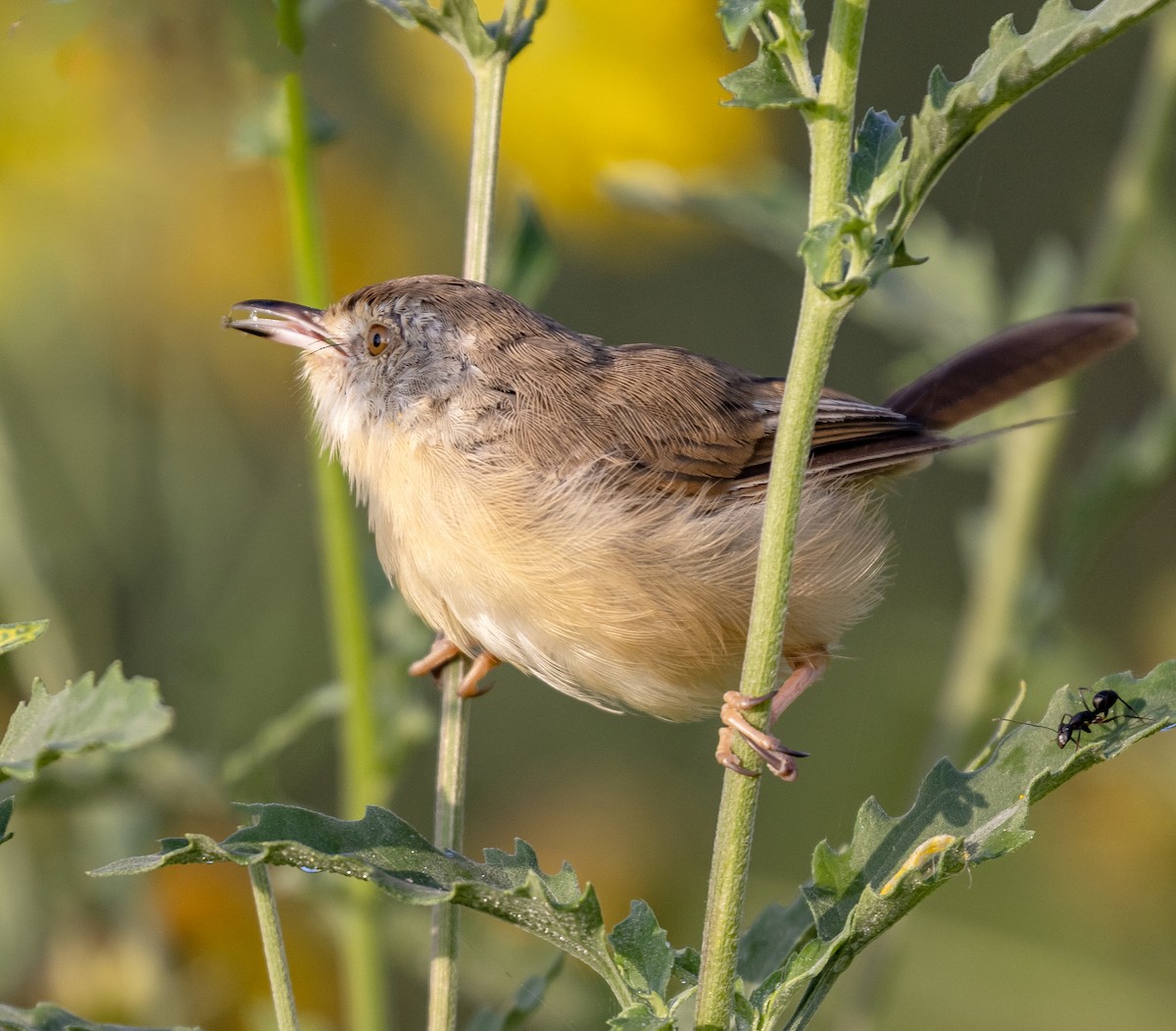 orientprinia - ML643796564
