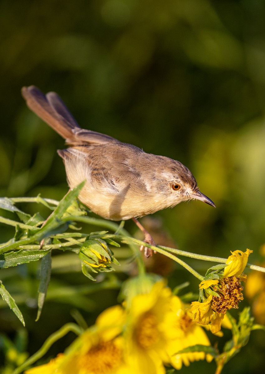orientprinia - ML643796566