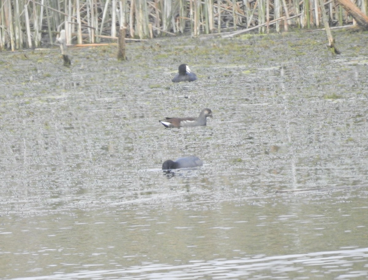 Common Gallinule - ML643796582