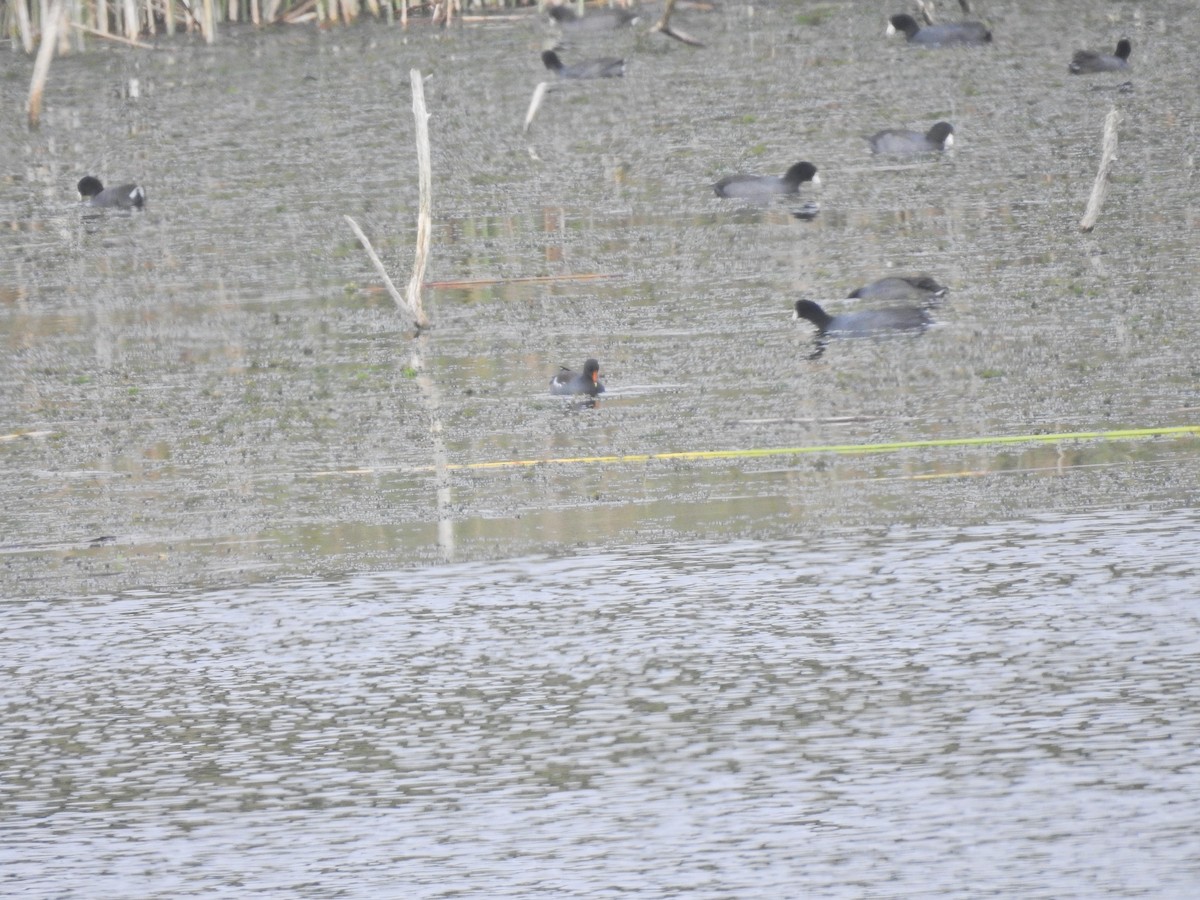 Common Gallinule - ML643796583