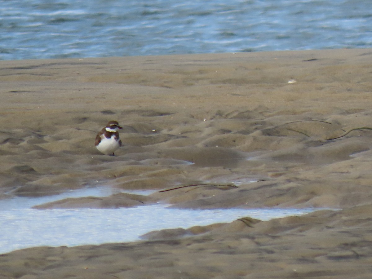 Semipalmated Plover - ML643796589