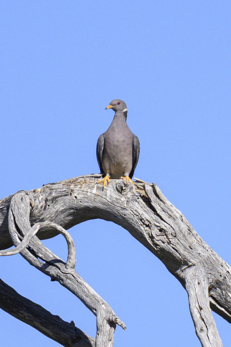 Band-tailed Pigeon - ML643796615