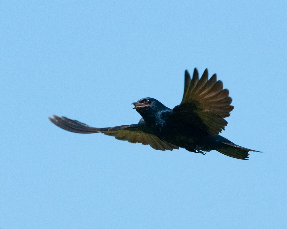Purple Martin - ML643796617