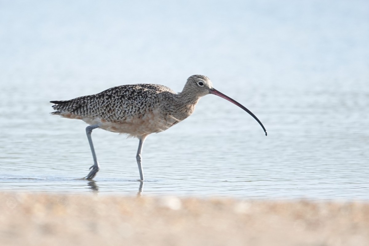 Long-billed Curlew - ML643796649
