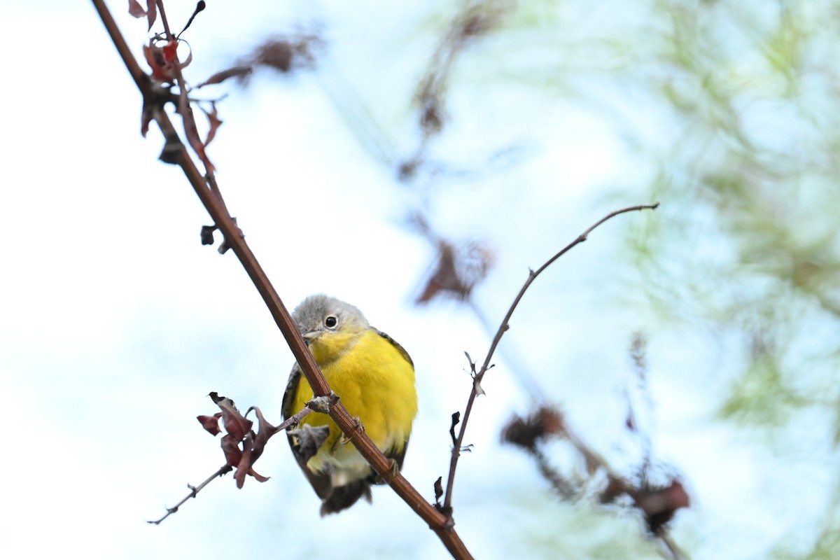 Magnolia Warbler - ML643796655