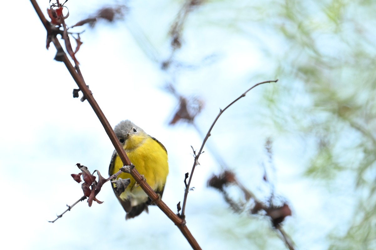 Magnolia Warbler - ML643796659