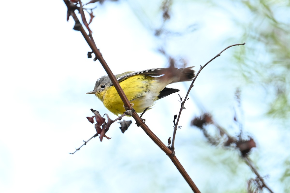 Magnolia Warbler - ML643796660