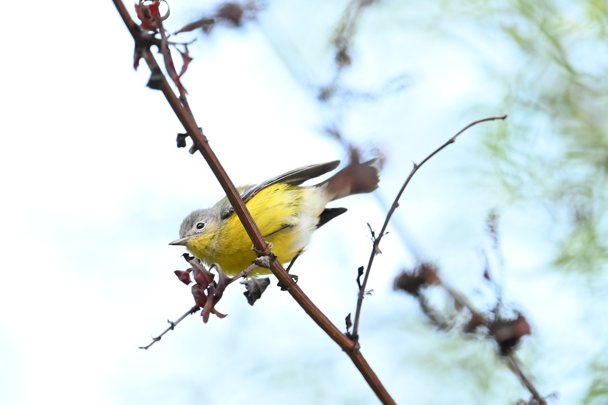 Magnolia Warbler - ML643796661