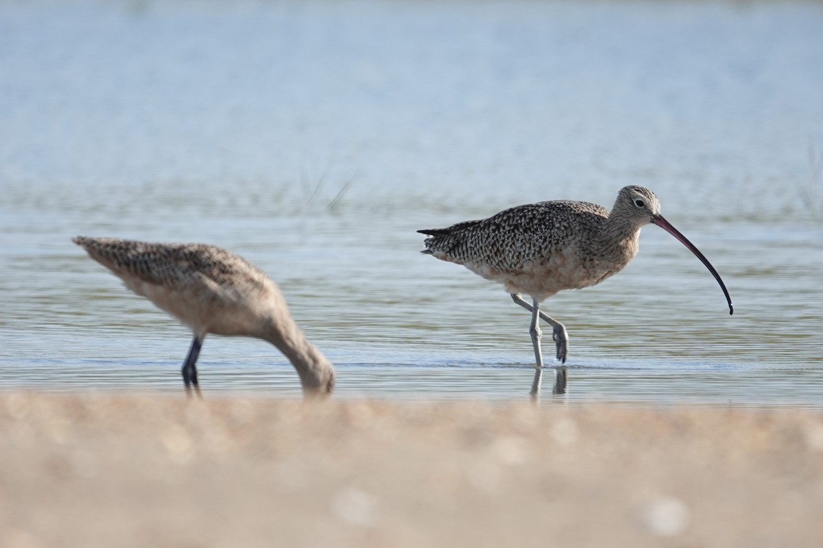 Marbled Godwit - ML643796664