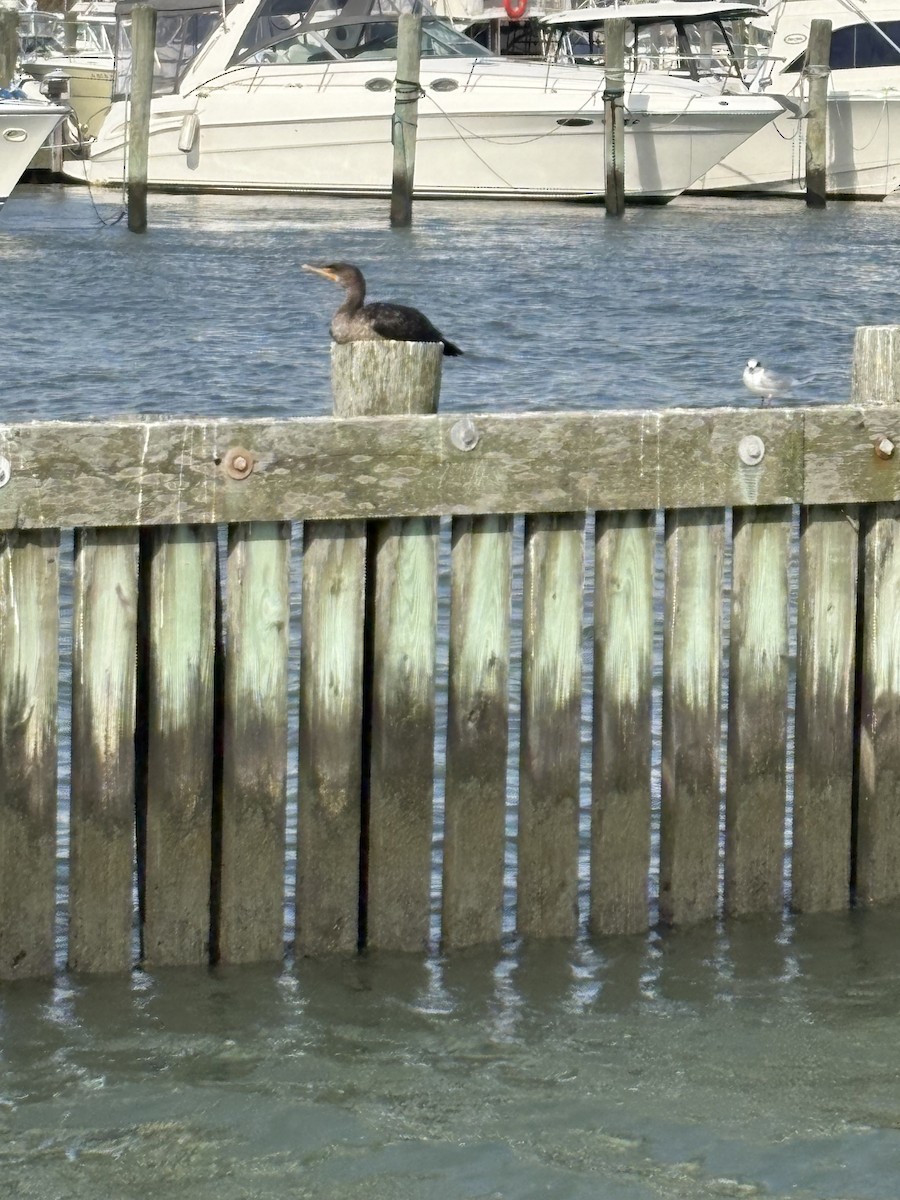 Double-crested Cormorant - ML643796678