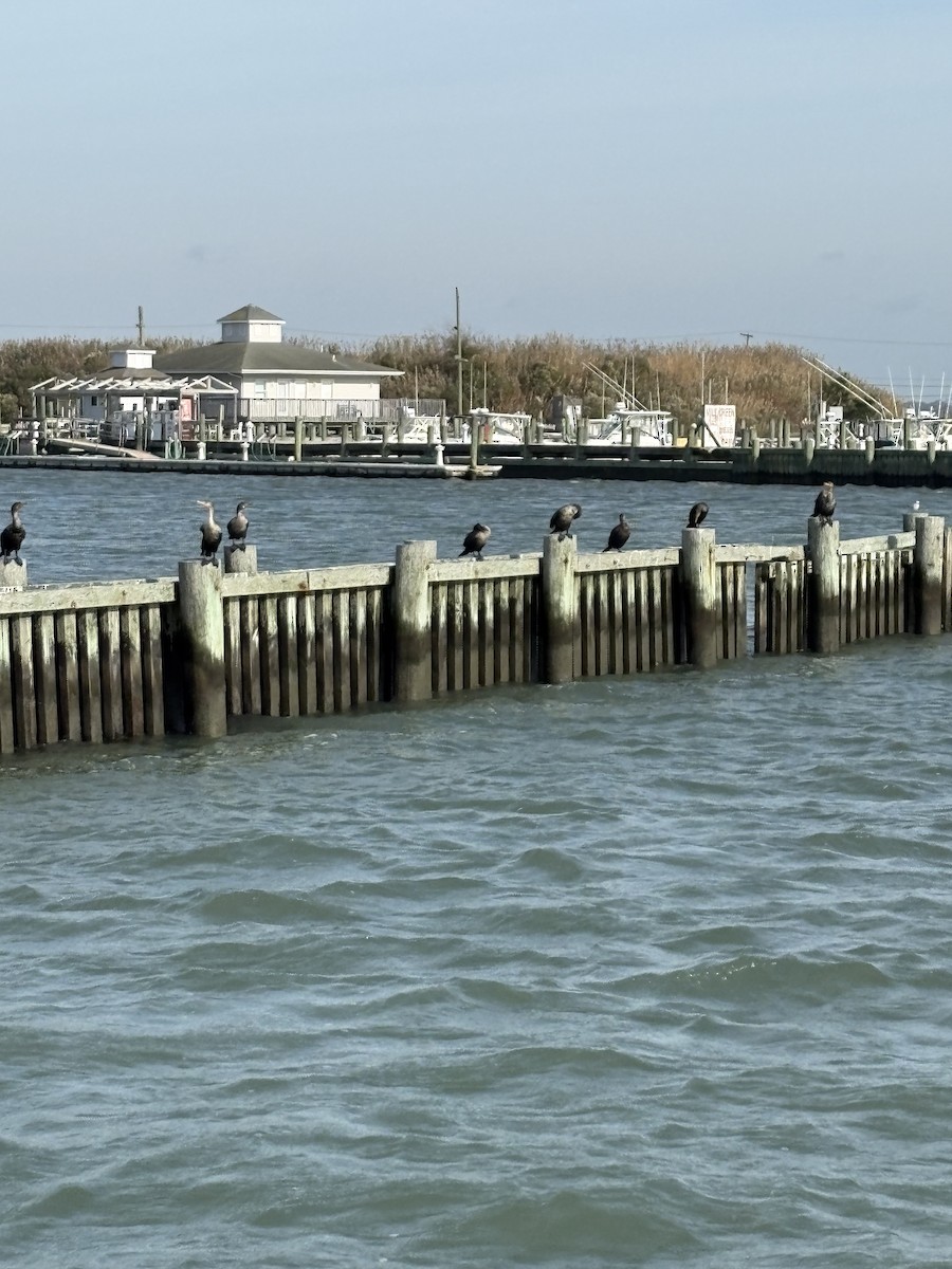 Double-crested Cormorant - ML643796679