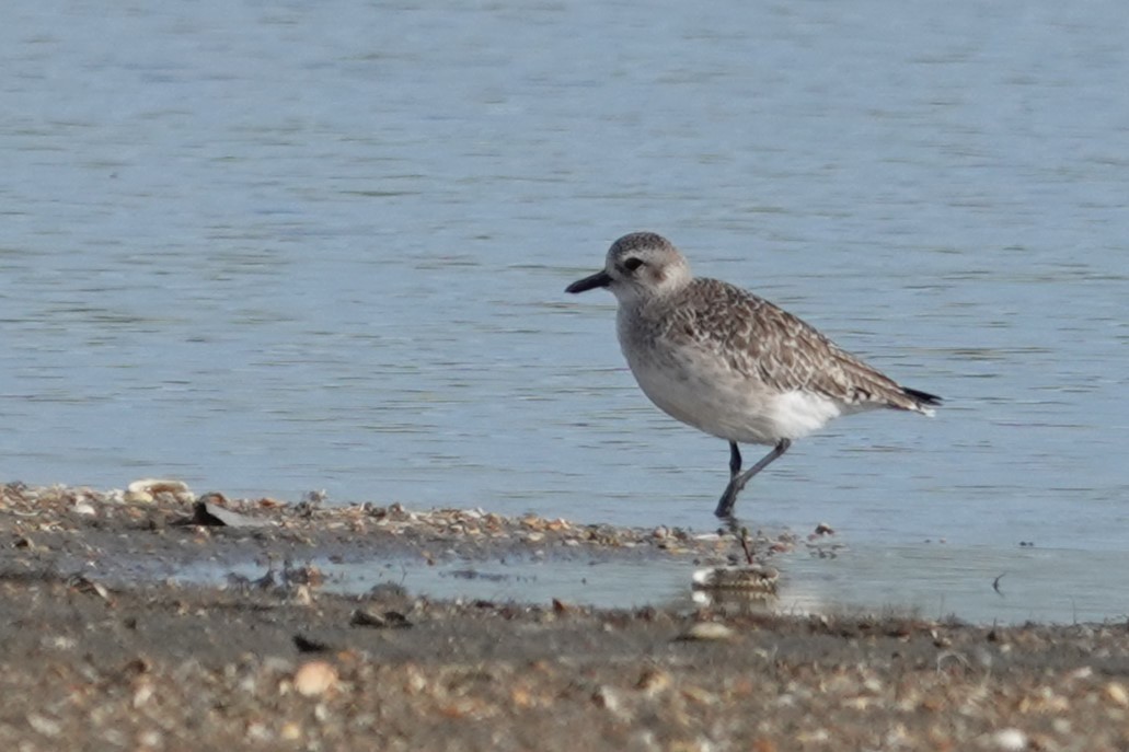 Black-bellied Plover - ML643796683