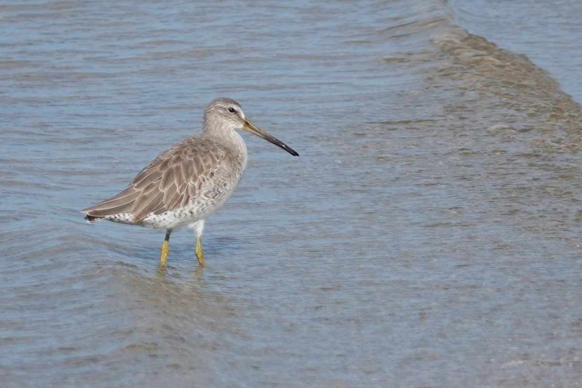 Short-billed Dowitcher - ML643796706