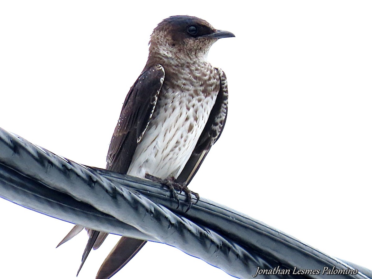 Purple Martin - ML643796710