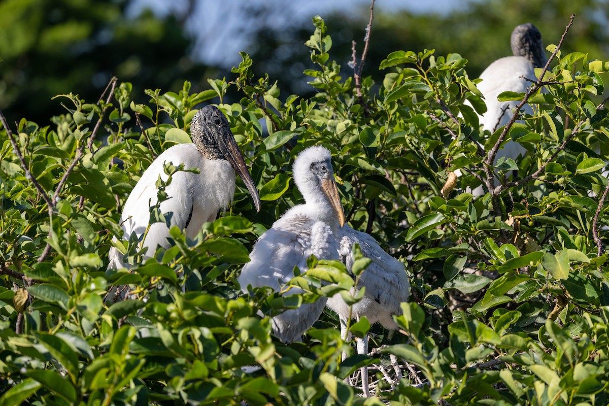 Wood Stork - ML643796716